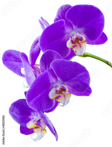 Photo: tige d'orchidée tige d'orchidée
