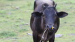 Thailand cow in the field