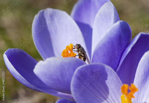 Photo: Spring flowers with fly Spring flowers with fly