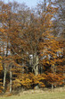 Foto: Buchenwald im Herbst Buchenwald im Herbst