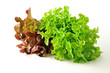 Photo: Lettuce salad Lettuce salad
