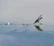 Moorhen Taking Off On Water