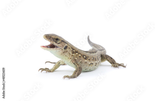 Photo: lizard lizard