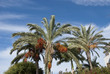 Date Palm Trees under a blue sky