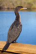 Double Crested Cormorant in the Everglades