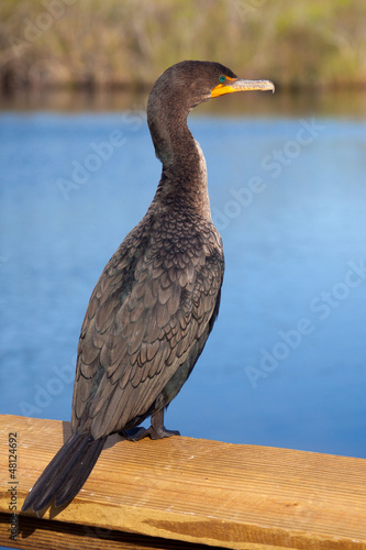 Photo: Double Crested Cormorant in the Everglades Double Crested Cormorant in the Everglades