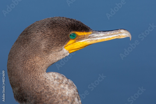 Photo: Double Crested Cormorant Portrait Double Crested Cormorant Portrait