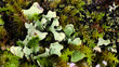 Mossy twig with lichen algae - mega macro closeup