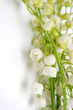 lily of the valley