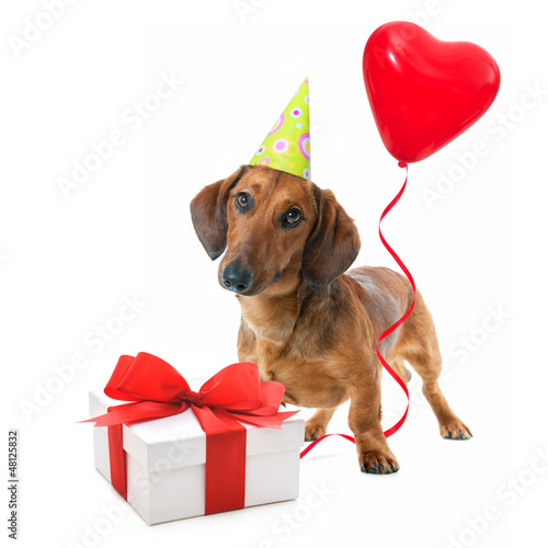Photo: Party dog Party dog