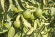 Green lemon tree