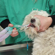 Veterinary surgery, anesthetic devices and dog