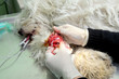 Veterinary surgery, disinfection of wounded dog leg