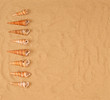 Large seashells on the sand, Studio shot
