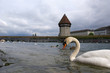 Lucerne, Switzerland, the white swans on Lake Lucerne