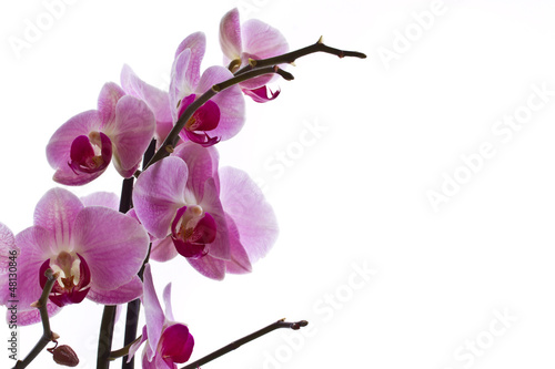 Photo: Orchid flower Orchid flower