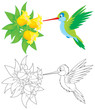 Hummingbird