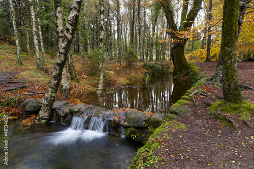 Photo: Autumn woods with yellow maple trees and creek with rocks and fo Autumn woods with yellow maple trees and creek with rocks and fo