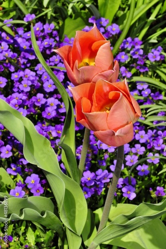 Photo: Tulpenblüten im Garten Tulpenblüten im Garten