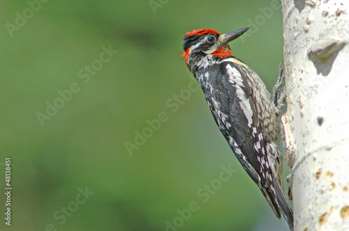 Photo: Yellow-bellied Sapsucker (Sphyrapicus varius) Yellow-bellied Sapsucker (Sphyrapicus varius)