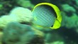 Butterfly fish