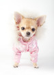 Foto: chihuahua puppy wearing glamorous pink jacket chihuahua puppy wearing glamorous pink jacket