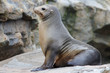 seal on rock