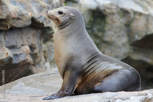 Photo: seal on rock seal on rock