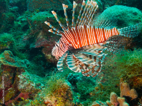 Photo: common lionfish (Pterois volitans) common lionfish (Pterois volitans)