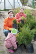 women and child chooses thuja sprouts
