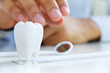 dentist holding molar,dental concept