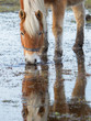 Horse standing in a pool after days of raining