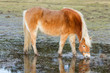 Horse standing in a pool after days of raining