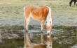 Horse standing in a pool after days of raining