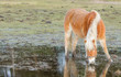 Horse standing in a pool after days of raining