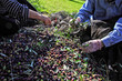 Photo: olive harvest olive harvest