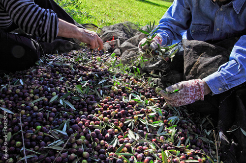 Photo: olive harvest olive harvest