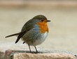Yellow European Robin, bird