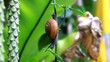 Common snail slowly climbing up
