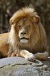 African lion
