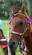 Pferd mit Halfter