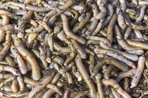 Photo: Earthworms close to fishing Earthworms close to fishing