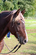 Pferd mit Halfter