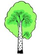 Hand drawn, vector, cartoon illustration of birch