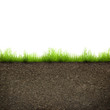 grass