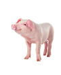 little pig breeds. Muzzle stained milk.