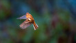 Flying Chaffinch