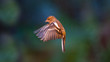 Flying Chaffinch