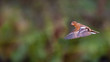 Flying Chaffinch
