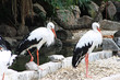 TIERE_0276_Weissstorch